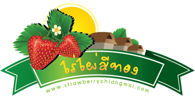 สตรอเบอร์รี่ เชียงใหม่ strawberry chiangmai